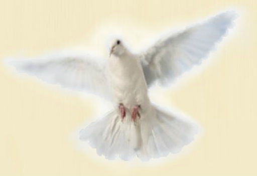 Beautiful white bird - The Holy Spirit