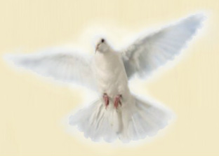 A white dove - The Holy Spirit
